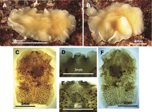 Image de Euryleptodes