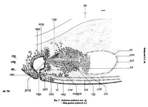 Image of Hofstenia arabiensis Beltagi & Mandura 1991