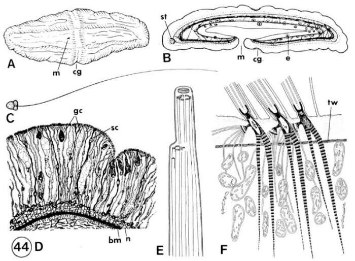 Plancia ëd Xenoturbellidae
