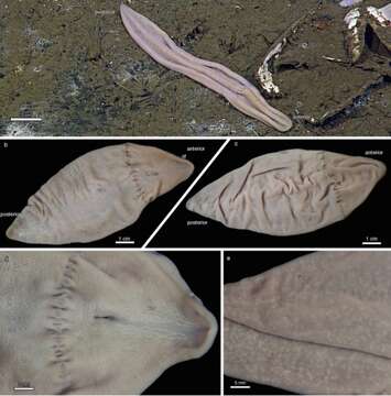 Xenoturbella profunda Rouse, Wilson, Carvajal & Vrijenhoek 2016的圖片