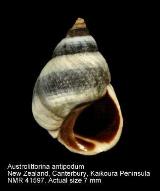 Image of Austrolittorina antipodum (Philippi 1847)