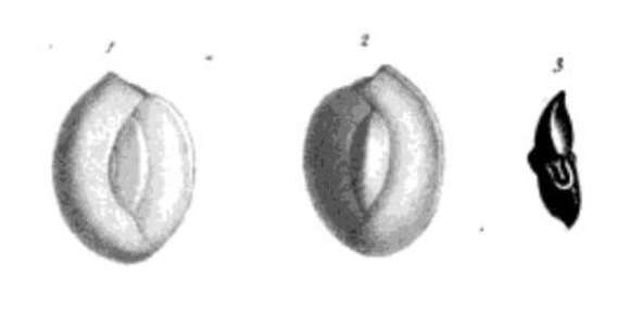 Image de Quinqueloculina peregrina d'Orbigny 1846