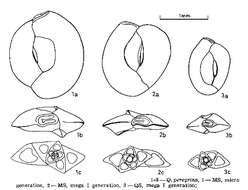 Image de Quinqueloculina peregrina d'Orbigny 1846