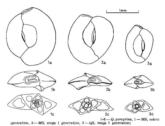 Image de Quinqueloculina peregrina d'Orbigny 1846