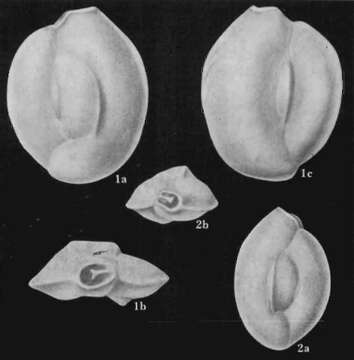 Imagem de Quinqueloculina peregrina d'Orbigny 1846