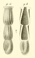 Sivun Articulina nitida d'Orbigny ex Guérin-Méneville 1832 kuva