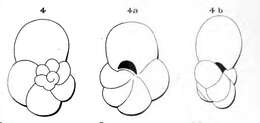 Plancia ëd Globigerina fragilis d'Orbigny 1852