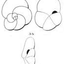 صورة Globigerina depressa d'Orbigny ex Fornasini 1903