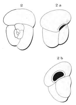 Image of Globigerina trigonula d'Orbigny ex Fornasini 1903