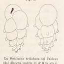 Imagem de Bulimina trilobata d'Orbigny 1826