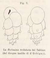 Image de Bulimina trilobata d'Orbigny 1826