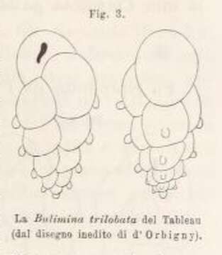 Image of Bulimina trilobata d'Orbigny 1826