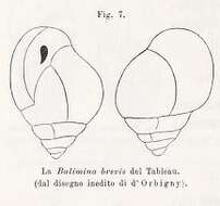 Image of Bulimina brevis d'Orbigny ex Fornasini 1902