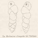 Image of Bulimina elongata d'Orbigny 1846