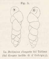 Image de Bulimina elongata d'Orbigny 1846