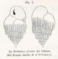 Image de Bulimina striata d'Orbigny ex Guérin-Méneville 1832