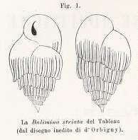 Image de Bulimina striata d'Orbigny ex Guérin-Méneville 1832