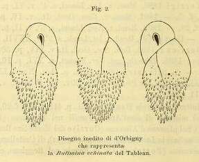 Image of buliminid snails