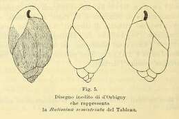 Image of Bulimina semistriata d'Orbigny 1852