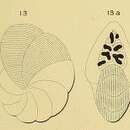 Image de Dendritina rangi d'Orbigny ex Fornasini 1904