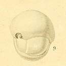 Image of Sphaeroidina bulloides d'Orbigny ex Deshayes 1828