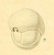 Image of Sphaeroidina bulloides d'Orbigny ex Deshayes 1828