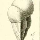 Image of Valvulina triangularis d'Orbigny ex Guérin-Méneville 1832