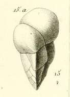 Image of Valvulina d'Orbigny 1826