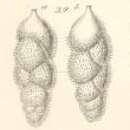Image of Uvigerina gracilis Reuss 1851