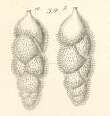 Image of Uvigerina gracilis Reuss 1851