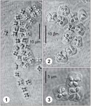 Image of Kudoa inornata Dykova, de Buron, Fiala & Roumillat 2009