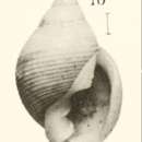 Image of Ringicula blanchardi Dautzenberg & H. Fischer 1896