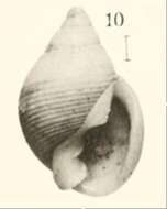 Sivun Ringicula blanchardi Dautzenberg & H. Fischer 1896 kuva
