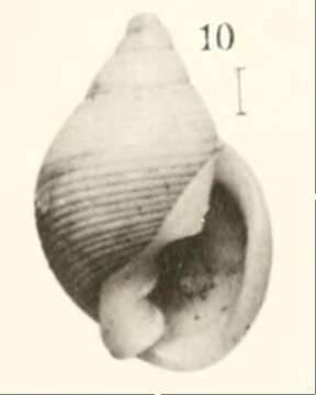 صورة Ringicula blanchardi Dautzenberg & H. Fischer 1896