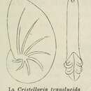 Image of <i>Cristellaria translucida</i> d'Orbigny 1902