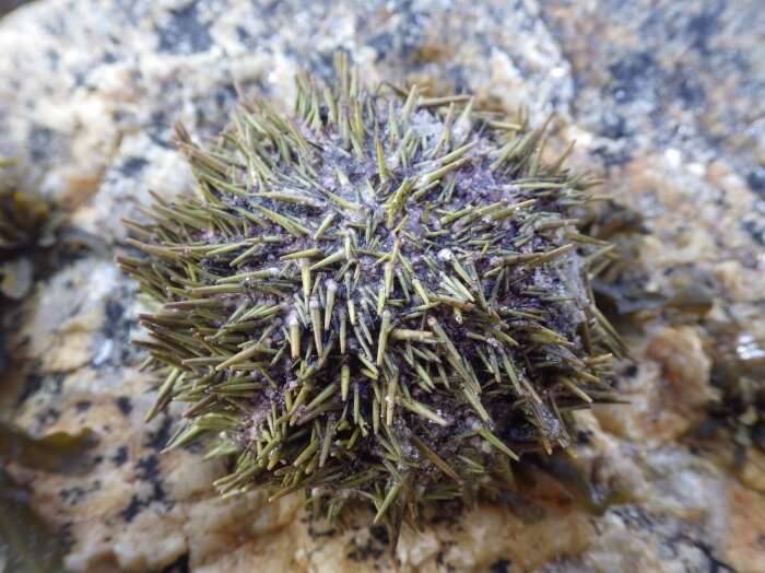 Image of green sea urchin