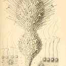 Image of <i>Gastrophysema dithalamium</i> Haeckel 1877