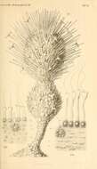 Image of <i>Gastrophysema dithalamium</i> Haeckel 1877