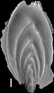 Image of Mucronina silvestriana (Thalmann 1952)