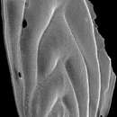 Image of Mucronina silvestriana (Thalmann 1952)