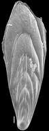 Image of Mucronina spatulata (Costa 1855)