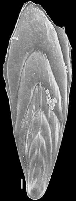 Image of Mucronina spatulata (Costa 1855)