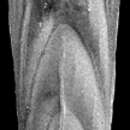 Image of Mucronina spatulata (Costa 1855)