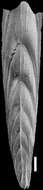 Image of Mucronina spatulata (Costa 1855)