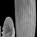 Image of Parafrondicularia antonina (Karrer 1878)
