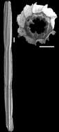 Image of Staffia tosta (Schwager 1866)