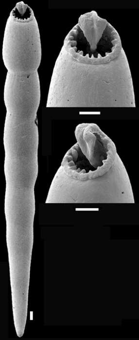 Image of Carchariostomoides dentaliniformis (Cushman & Jarvis 1934)