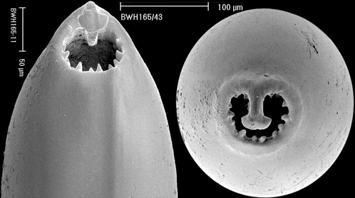 Image of Carchariostomoides dentaliniformis (Cushman & Jarvis 1934)