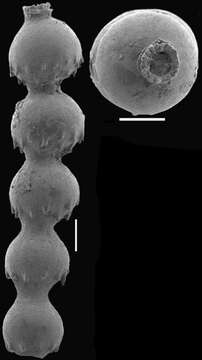 Caveastomella adolphina (d'Orbigny 1846) resmi