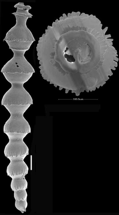 Imagem de Siphonodosaria campana Hayward & Kawagata 2012